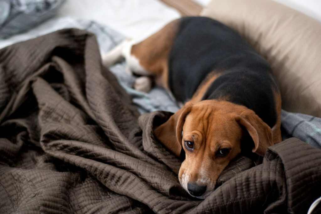 Best PetFriendly Chicago Apartments
